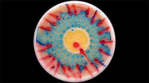 برترین اثر هنری-میکروبی جهان
